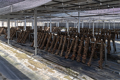 太陽光パネルの下で原木シイタケの栽培を行っています