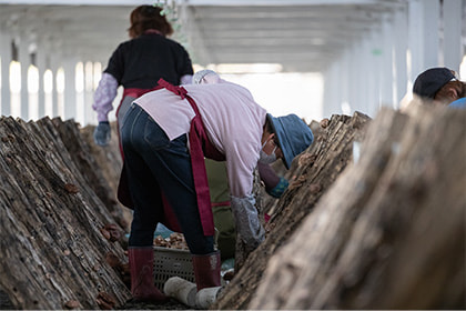 原木シイタケ栽培の様子